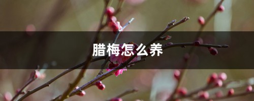 腊梅怎么养