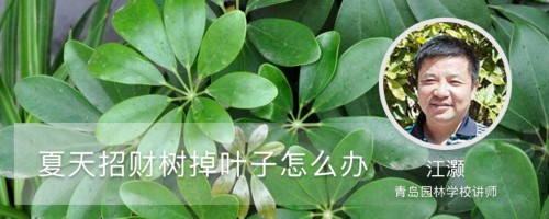 夏天招财树掉叶子怎么办