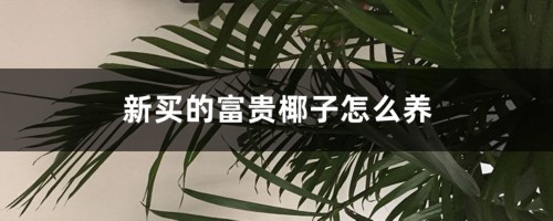 新买的富贵椰子怎么养