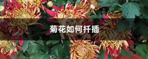 菊花如何扦插，什么时间扦插成活好