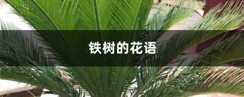 铁树的花语和寓意，有什么传说故事