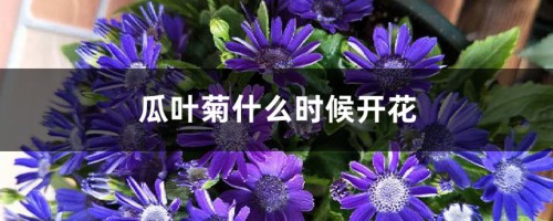 瓜叶菊什么时候开花