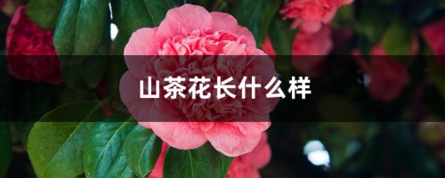 山茶花长什么样