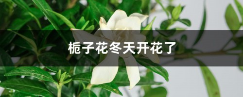 栀子花冬天开花了如何养护