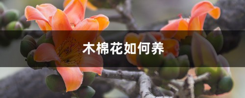 木棉花如何养，在北方可以栽植吗