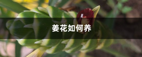 姜花如何养