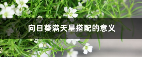 向日葵满天星搭配的意义，适合送什么人