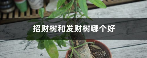 招财树和发财树哪个好