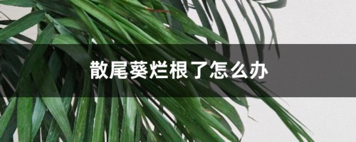 散尾葵烂根了怎么办