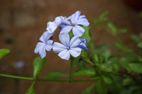 蓝雪花