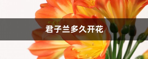 君子兰多久开花，什么时候开花