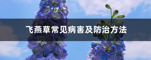 飞燕草常见病害及防治方法