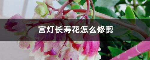 宫灯长寿花怎么修剪