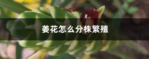 姜花怎么分株繁殖