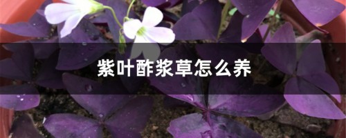 紫叶酢浆草怎么养茂盛